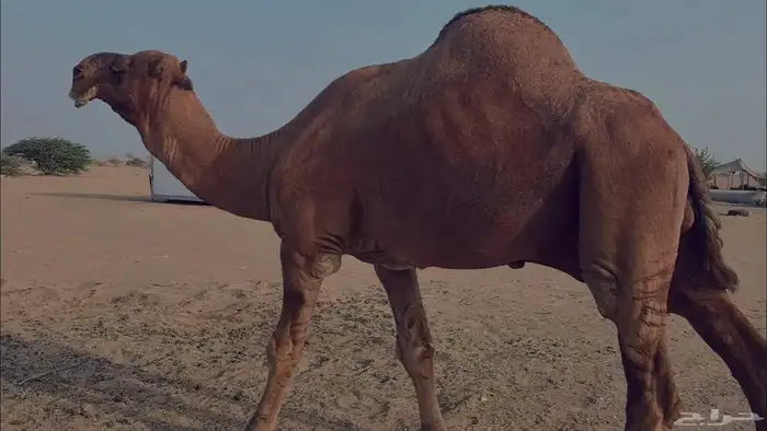 بعير فحل كفو منتج احمر دم مشروط 2