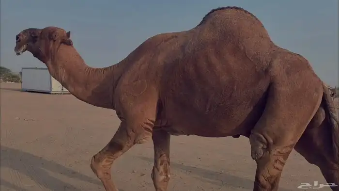 بعير فحل كفو منتج احمر دم مشروط 13