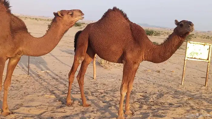 بعير فحل كفو منتج احمر دم مشروط 7