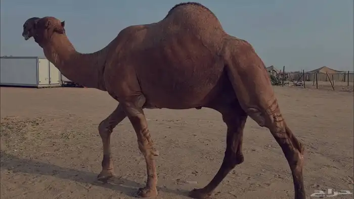 بعير فحل كفو منتج احمر دم مشروط 4