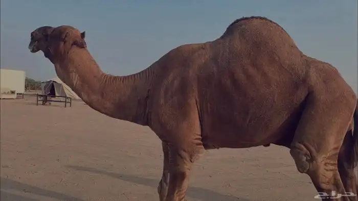 بعير فحل كفو منتج احمر دم مشروط 11