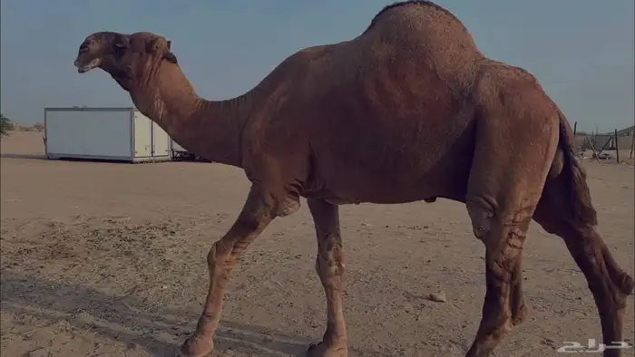 بعير فحل كفو منتج احمر دم مشروط 3