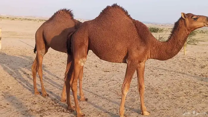 بعير فحل كفو منتج احمر دم مشروط 5