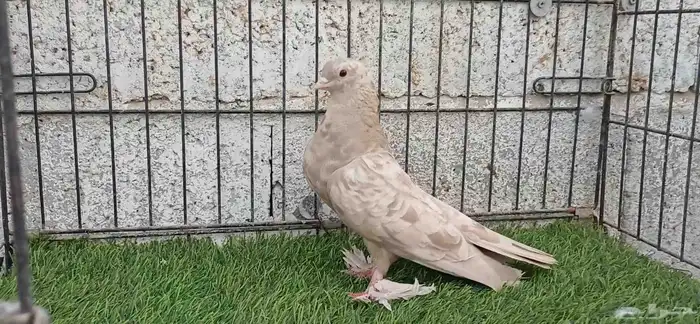 صنعاوي كاكي 0