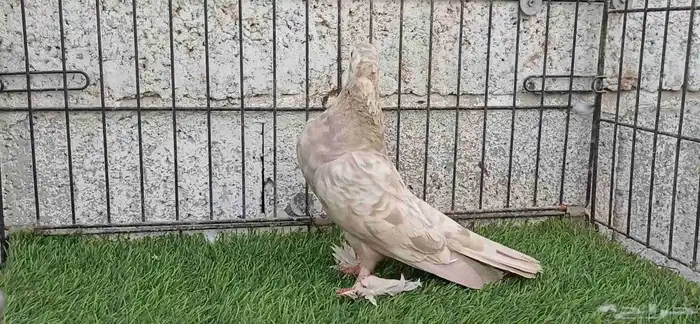صنعاوي كاكي 2