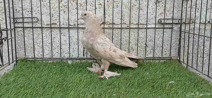 صنعاوي كاكي 1
