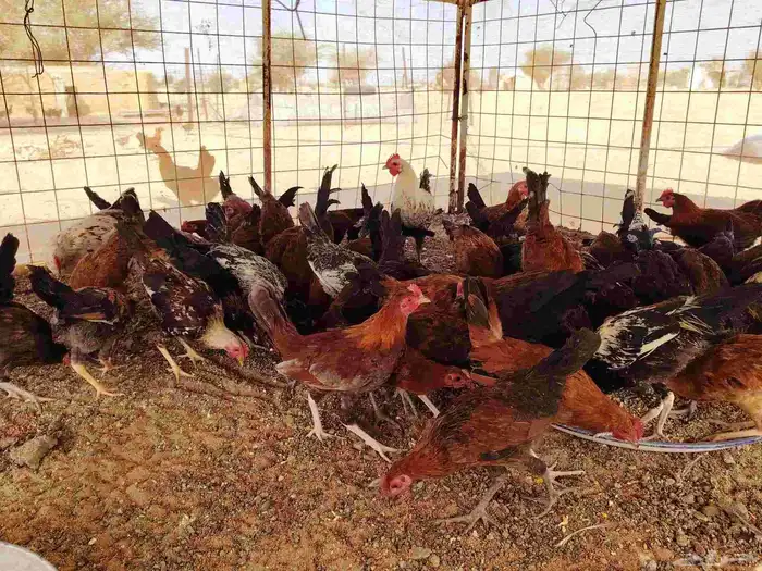 دجاج بلدي ديك المكان العطيف محطه ساسكو كوبري الميزان 0