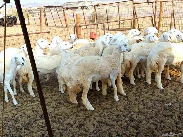 رخال حريات طيبه عددها 23راس 7