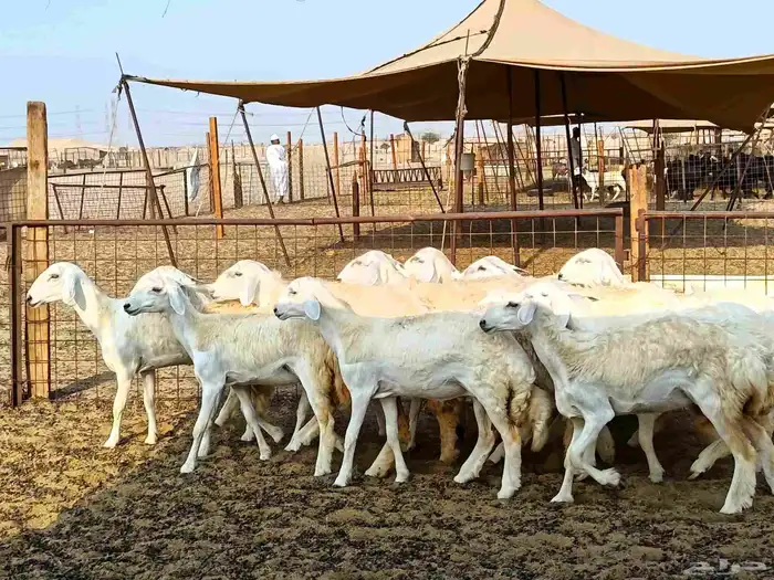 رخال حريات طيبه عددها 23راس 3