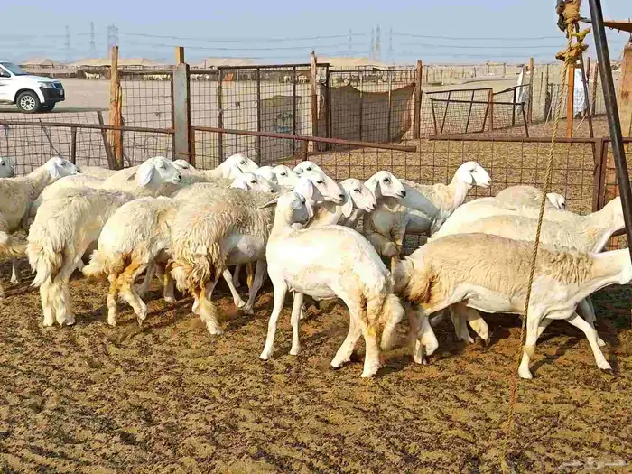 رخال حريات طيبه عددها 23راس 5