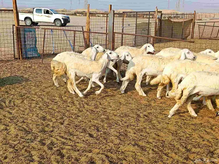 رخال حريات طيبه عددها 23راس 2