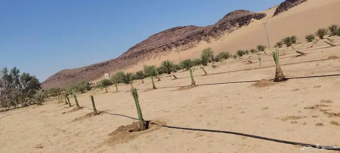 ابو عبدالله لتوريد جميع الاشجار ونخيل وتنسيق الحدائق 2