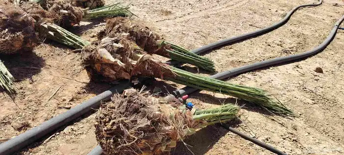 ابو عبدالله لتوريد جميع الاشجار ونخيل وتنسيق الحدائق 1