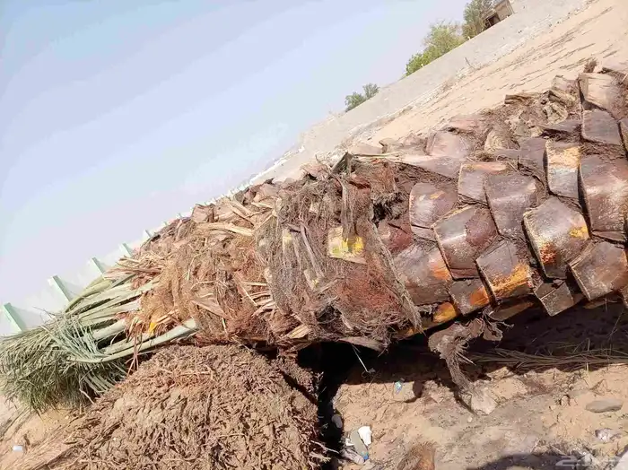 نخل للبيع 8