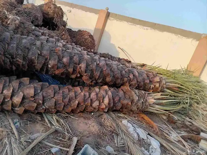 نخل للبيع 7