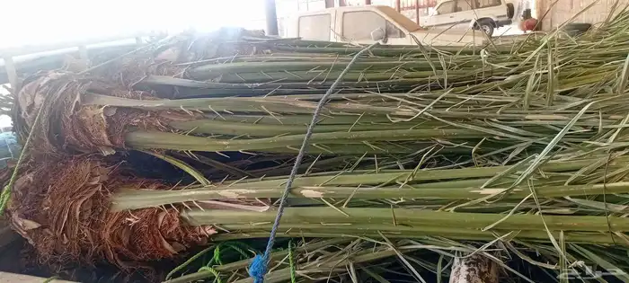 يوجد الدنيا نخل للبيع بحايل 0