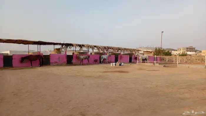 يوجد عشر بوايك غرف خيل فاضية بسعر طيب وموقع مميز 0