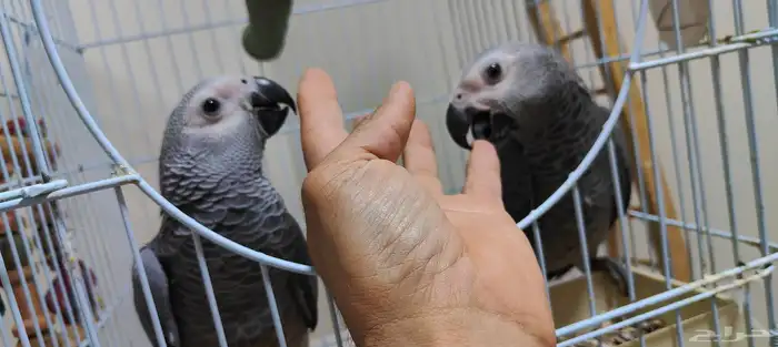 فرخ كاسكو مايعض 1