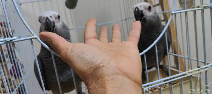 فرخ كاسكو مايعض 2