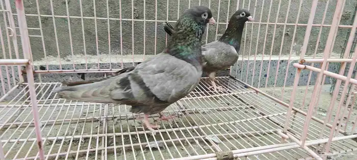 حمام باكستاني تم البيع 1