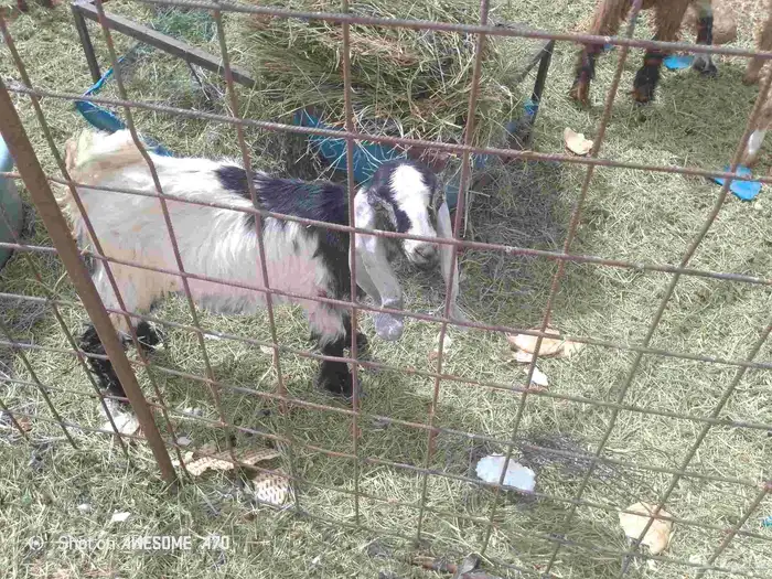 البيع تيس داغور 1