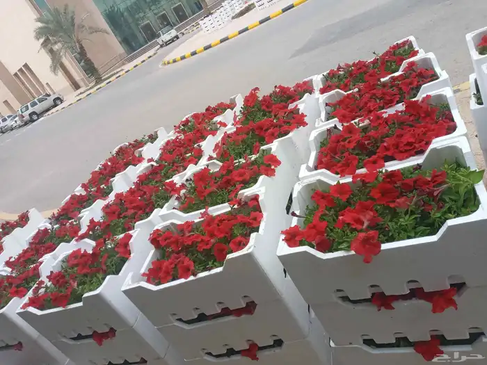 مشتل تنسيق حدائق يوجد جميع انواع الأشجار 1
