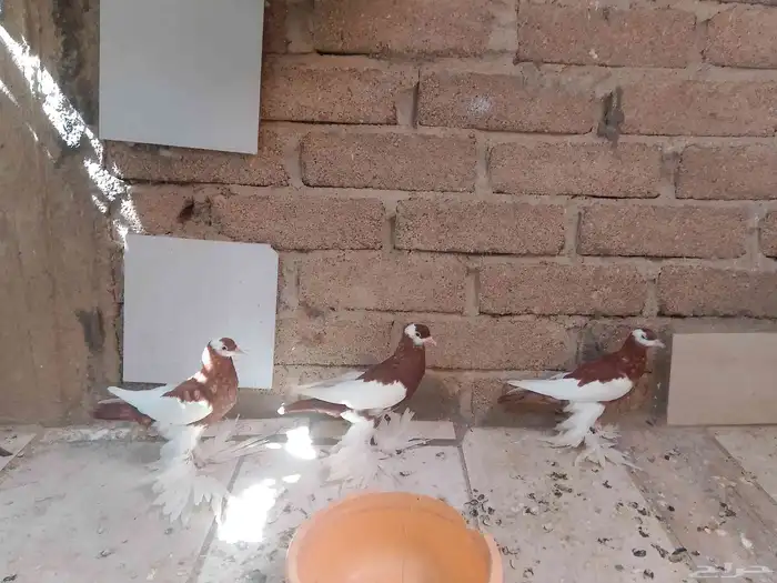 حمام نفاخ 6