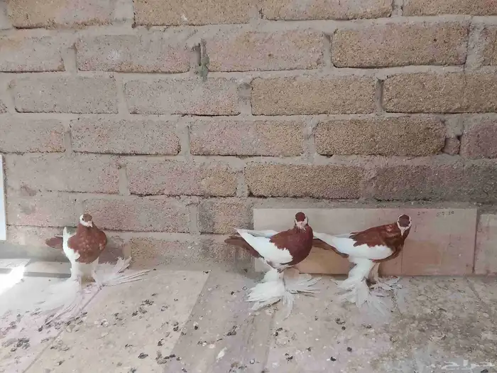 حمام نفاخ 0