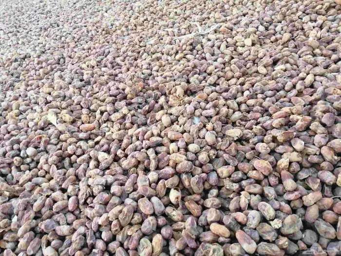 تمر علف للبيع الموقع القصيم 4