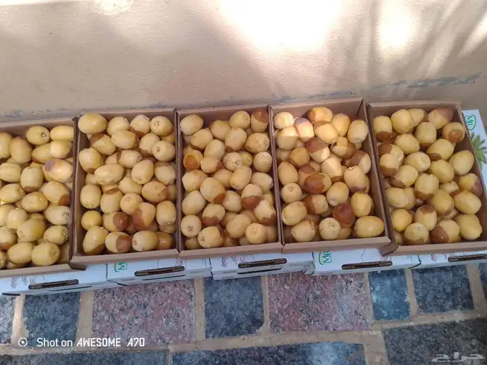 خراف هلاليه رطب مناصيف 4