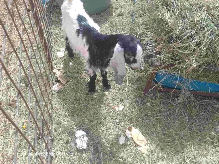 البيع تيس داغور 0