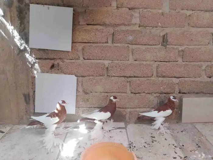 حمام نفاخ 7