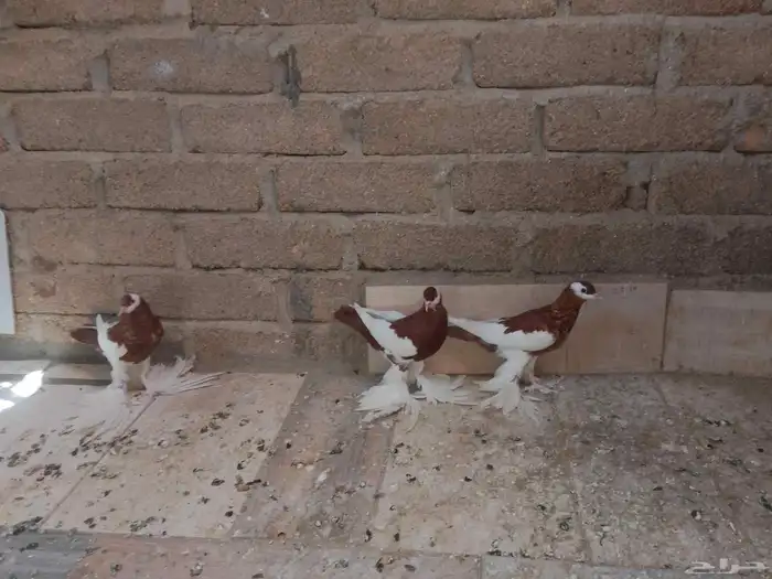 حمام نفاخ 1