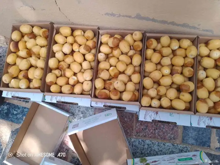 خراف هلاليه رطب مناصيف 3
