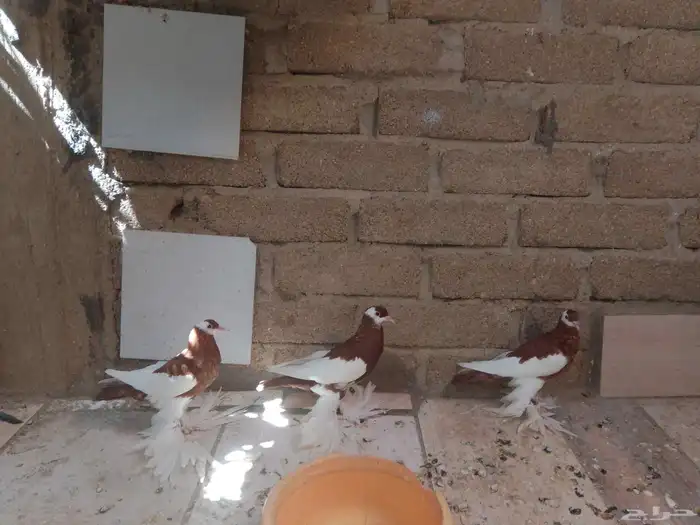 حمام نفاخ 5