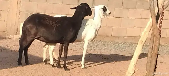 شياه ساكلي العدد 2 مضاريع لهم 3 أشهر ونص 0