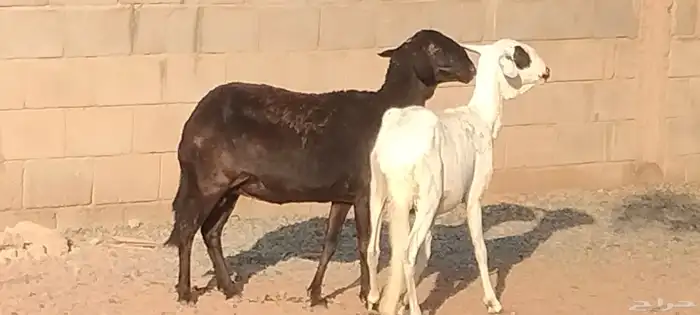 شياه ساكلي العدد 2 مضاريع لهم 3 أشهر ونص 2