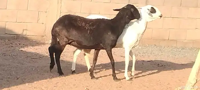 شياه ساكلي العدد 2 مضاريع لهم 3 أشهر ونص 1