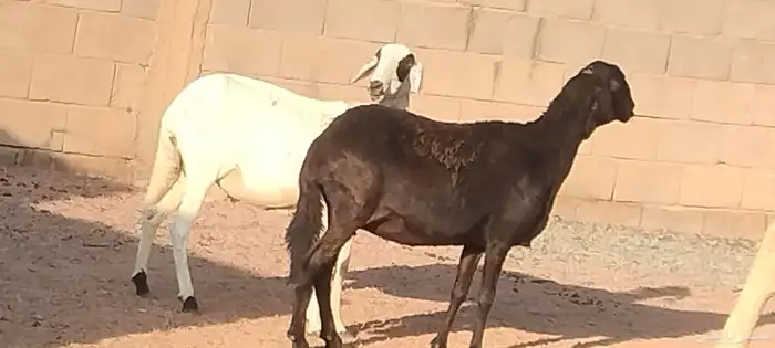 شياه ساكلي العدد 2 مضاريع لهم 3 أشهر ونص 6