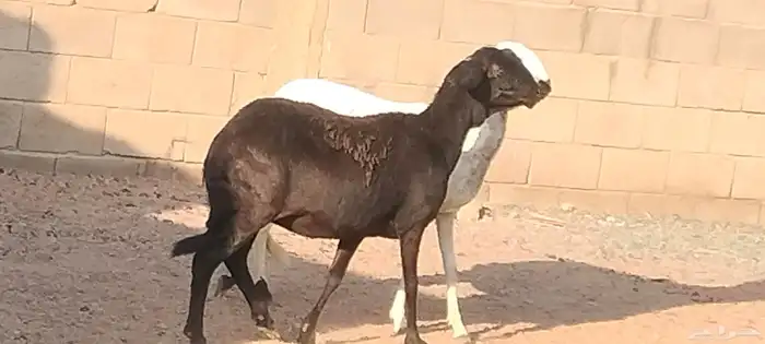 شياه ساكلي العدد 2 مضاريع لهم 3 أشهر ونص 9