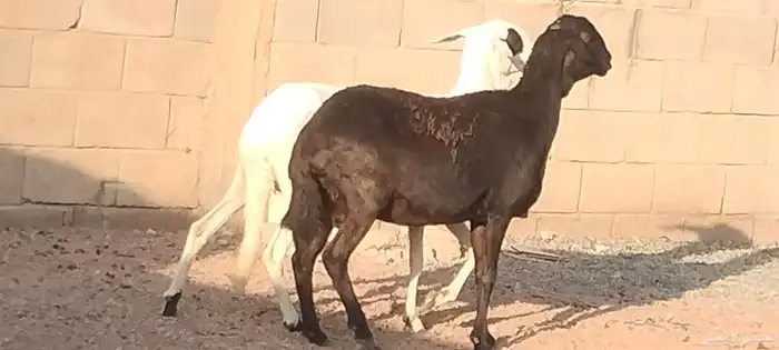 شياه ساكلي العدد 2 مضاريع لهم 3 أشهر ونص 3