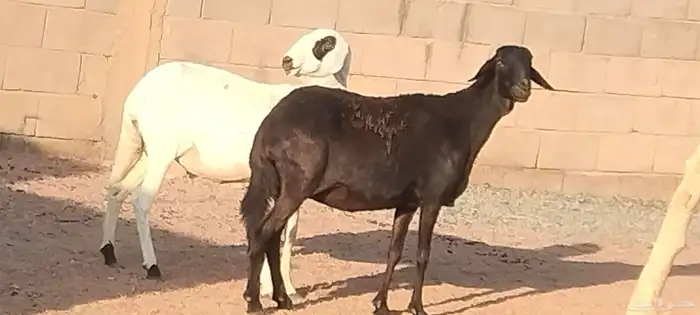 شياه ساكلي العدد 2 مضاريع لهم 3 أشهر ونص 7