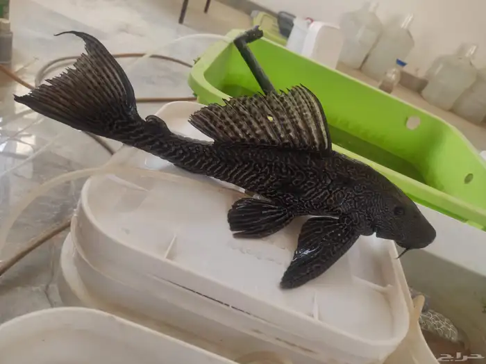 سمك سمكة سمكه اسماك زينه fish حوض سمك 1