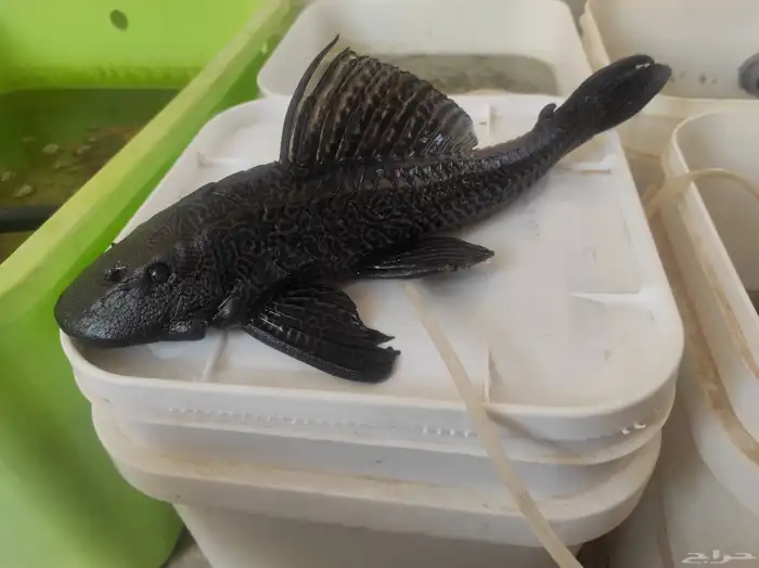 سمك سمكة سمكه اسماك زينه fish حوض سمك 7