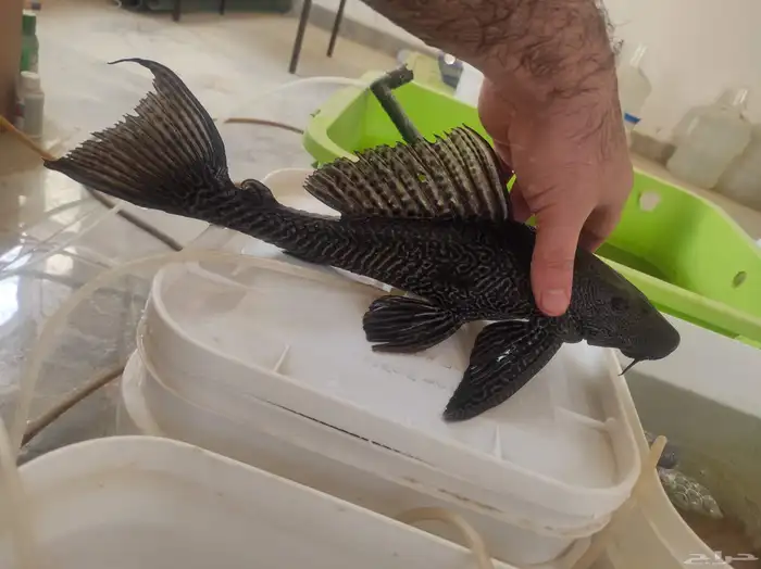 سمك سمكة سمكه اسماك زينه fish حوض سمك 0
