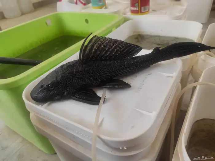 سمك سمكة سمكه اسماك زينه fish حوض سمك 4