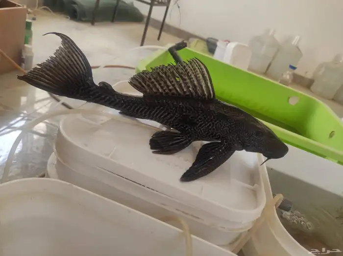 سمك سمكة سمكه اسماك زينه fish حوض سمك 5