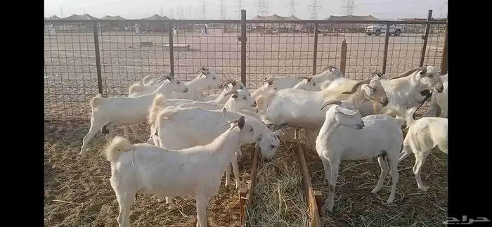 ماعذ بيشي العدد 33 بفحولها 1