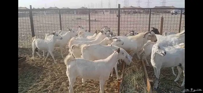 ماعذ بيشي العدد 33 بفحولها 3