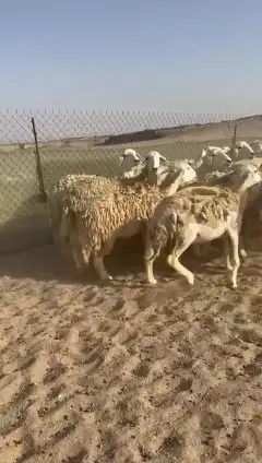 غنم حريات جنب دفيع واصل رخال عددها 38 تحتها 2 0